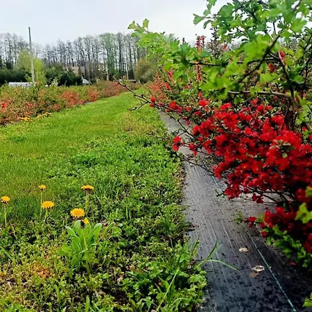 Pigwowcowe Zacisze * Grabowa (Czestochowa)