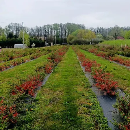 Pigwowcowe Zacisze Nyaraló *