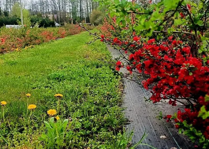 Pigwowcowe Zacisze * Grabowa (Czestochowa)