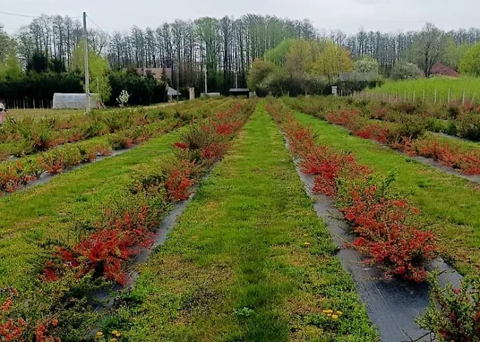 Pigwowcowe Zacisze Prázdninový dům *